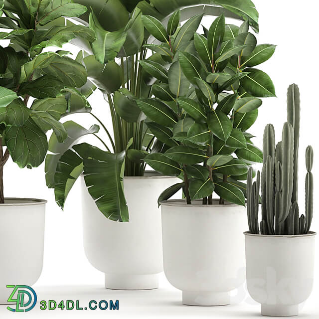 Plant collection 906. White Pot Ficus Tree Strelitzia Cactus Banana Bush Banana Palm Nordic Style Metal Pot Ficus lyrata 3D Models