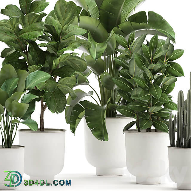 Plant collection 906. White Pot Ficus Tree Strelitzia Cactus Banana Bush Banana Palm Nordic Style Metal Pot Ficus lyrata 3D Models