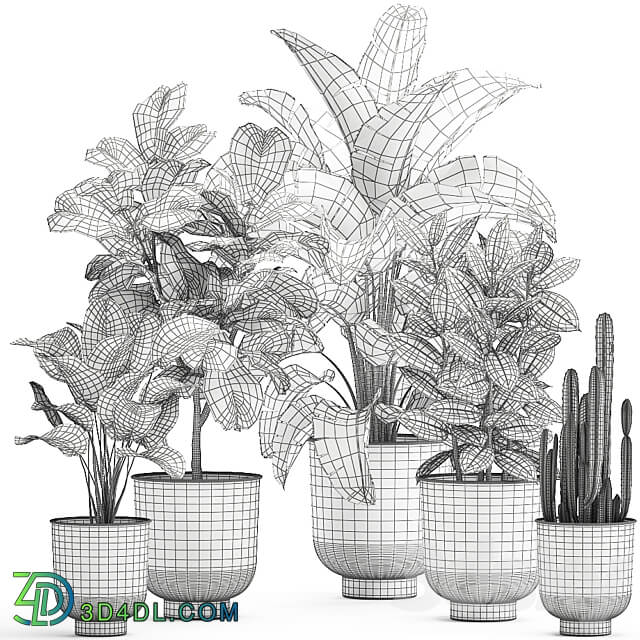 Plant collection 906. White Pot Ficus Tree Strelitzia Cactus Banana Bush Banana Palm Nordic Style Metal Pot Ficus lyrata 3D Models