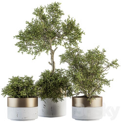 indoor Plant Set 200 Tree in pot 