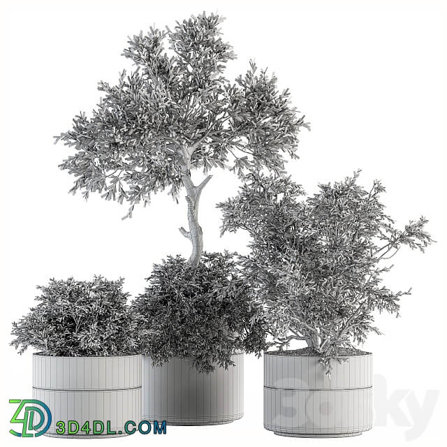 indoor Plant Set 200 Tree in pot