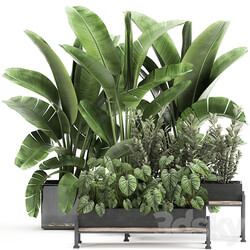 Plant collection 914. Thickets flowerbed Strelitzia banana Zamioculcas bushes flowerbed tropical exotic Philodendron jungle 3D Models 