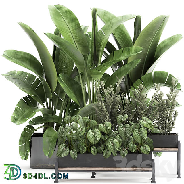 Plant collection 914. Thickets flowerbed Strelitzia banana Zamioculcas bushes flowerbed tropical exotic Philodendron jungle 3D Models