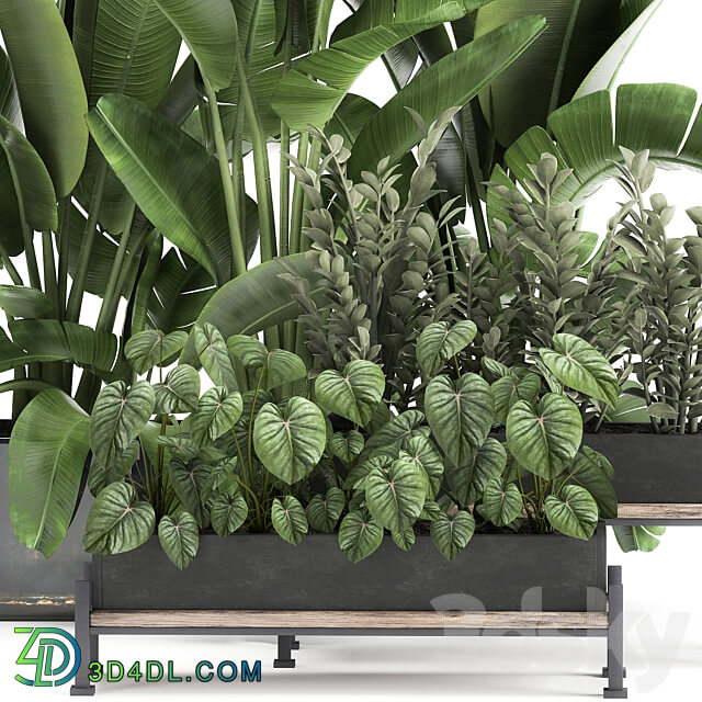 Plant collection 914. Thickets flowerbed Strelitzia banana Zamioculcas bushes flowerbed tropical exotic Philodendron jungle 3D Models