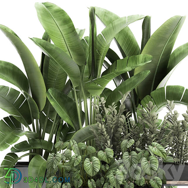 Plant collection 914. Thickets flowerbed Strelitzia banana Zamioculcas bushes flowerbed tropical exotic Philodendron jungle 3D Models