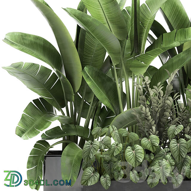 Plant collection 914. Thickets flowerbed Strelitzia banana Zamioculcas bushes flowerbed tropical exotic Philodendron jungle 3D Models