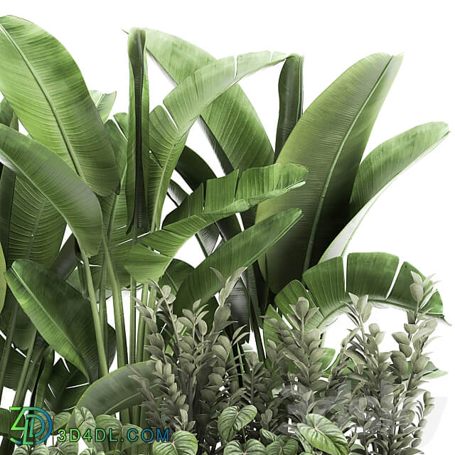 Plant collection 914. Thickets flowerbed Strelitzia banana Zamioculcas bushes flowerbed tropical exotic Philodendron jungle 3D Models