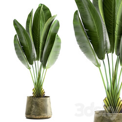 Ravenala 926. Strelitzia Banana palm metal flowerpot industrial style luxury 3D Models 