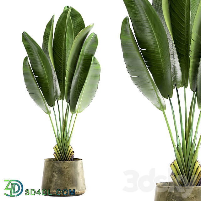 Ravenala 926. Strelitzia Banana palm metal flowerpot industrial style luxury 3D Models