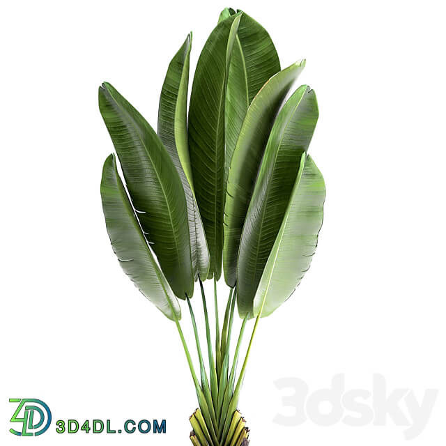 Ravenala 926. Strelitzia Banana palm metal flowerpot industrial style luxury 3D Models