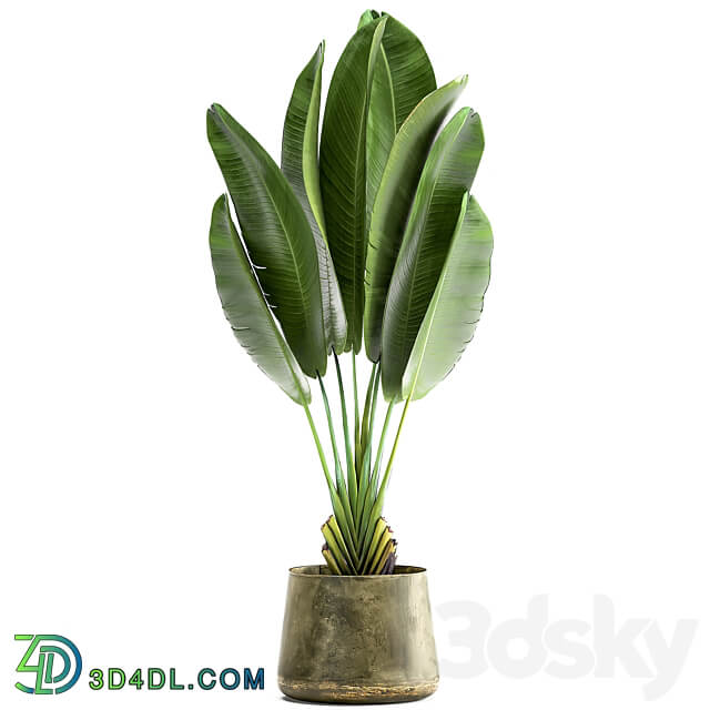 Ravenala 926. Strelitzia Banana palm metal flowerpot industrial style luxury 3D Models