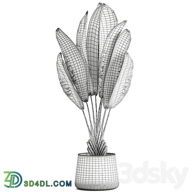 Ravenala 926. Strelitzia Banana palm metal flowerpot industrial style luxury 3D Models