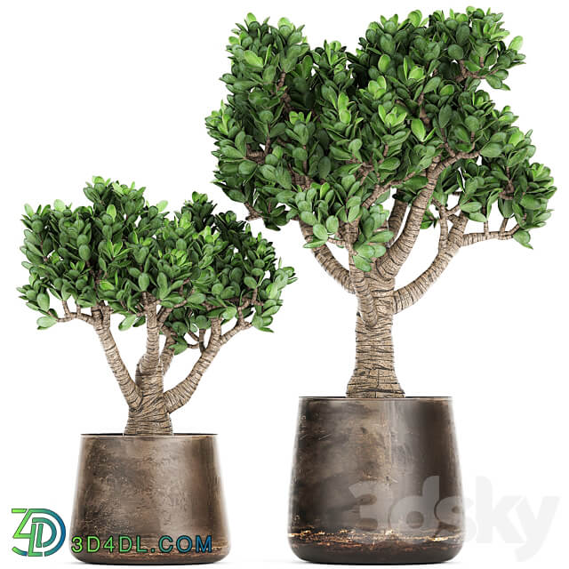 Plant collection Crassula 930. money tree fat woman metal flowerpot rust industrial style 3D Models