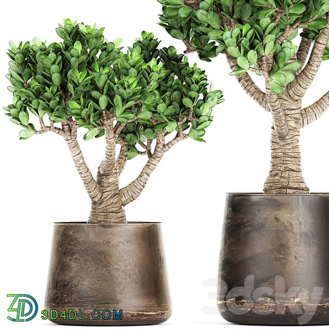 Plant collection Crassula 930. money tree fat woman metal flowerpot rust industrial style 3D Models