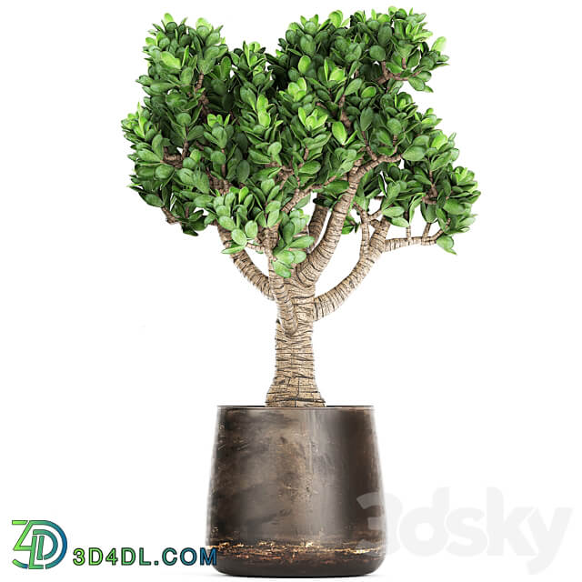 Plant collection Crassula 930. money tree fat woman metal flowerpot rust industrial style 3D Models