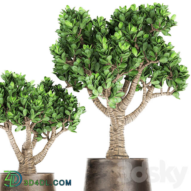 Plant collection Crassula 930. money tree fat woman metal flowerpot rust industrial style 3D Models