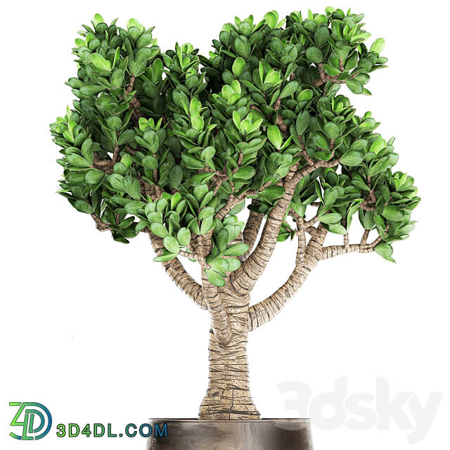 Plant collection Crassula 930. money tree fat woman metal flowerpot rust industrial style 3D Models