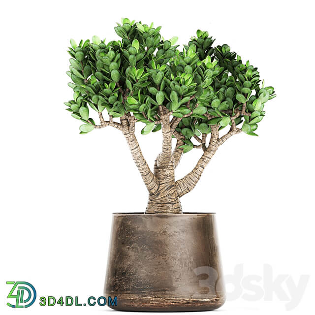 Plant collection Crassula 930. money tree fat woman metal flowerpot rust industrial style 3D Models