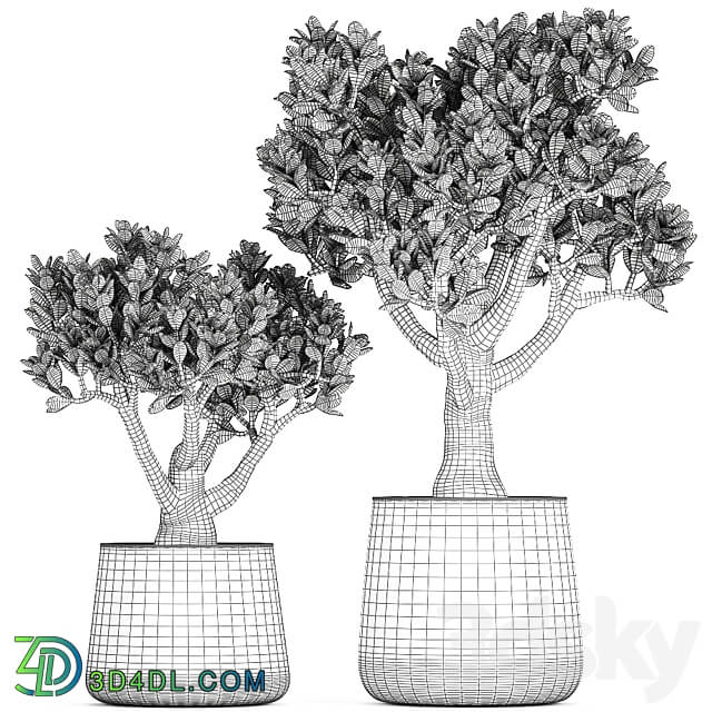 Plant collection Crassula 930. money tree fat woman metal flowerpot rust industrial style 3D Models