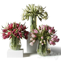 Red pink and white tulips in glass vases 