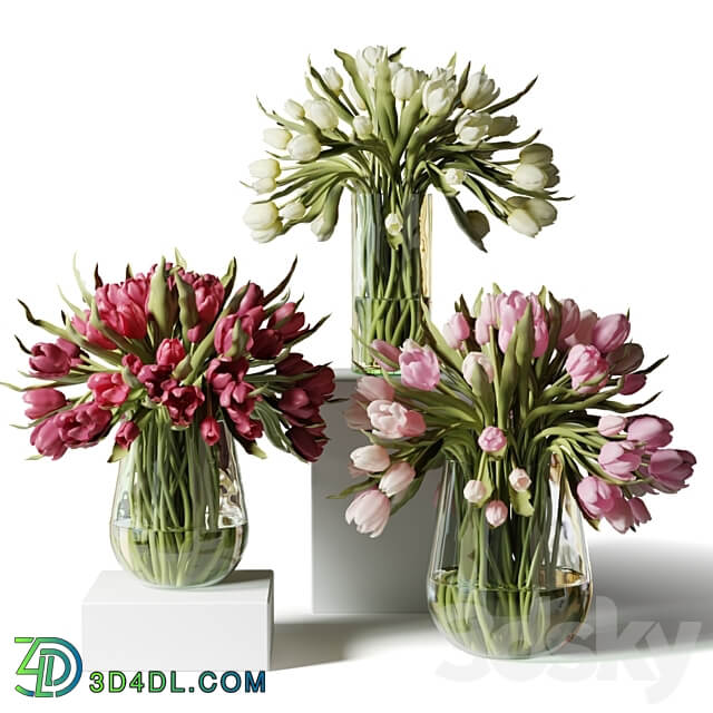 Red pink and white tulips in glass vases