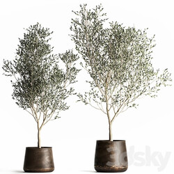 Olive trees 968. olive tree metal pot landscaping indoor plants rust outdoor 3D Models 