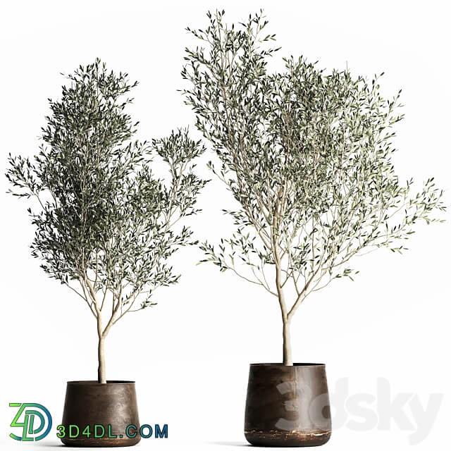 Olive trees 968. olive tree metal pot landscaping indoor plants rust outdoor 3D Models