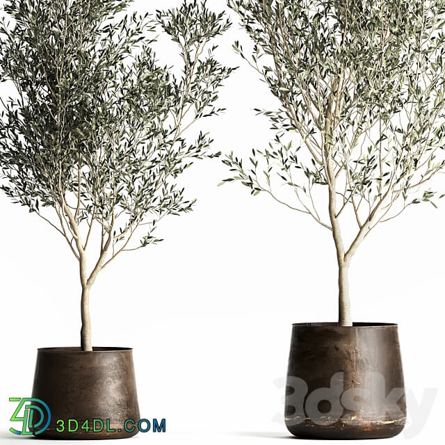 Olive trees 968. olive tree metal pot landscaping indoor plants rust outdoor 3D Models