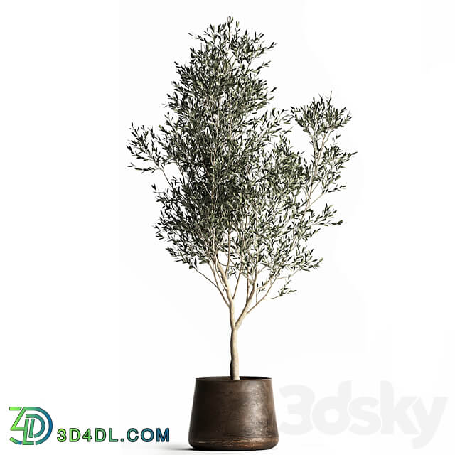 Olive trees 968. olive tree metal pot landscaping indoor plants rust outdoor 3D Models