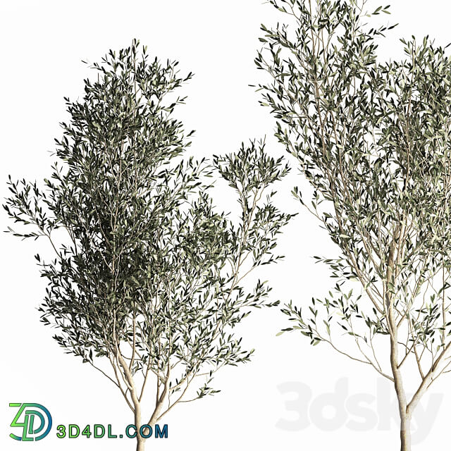 Olive trees 968. olive tree metal pot landscaping indoor plants rust outdoor 3D Models