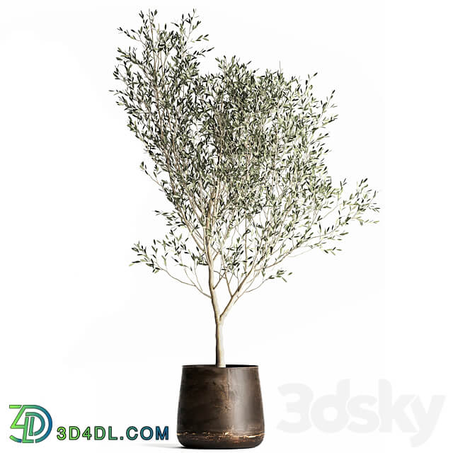 Olive trees 968. olive tree metal pot landscaping indoor plants rust outdoor 3D Models