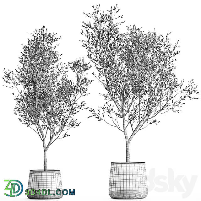 Olive trees 968. olive tree metal pot landscaping indoor plants rust outdoor 3D Models