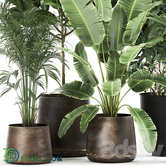Plant collection 978. strelitzia ravenala banana palm howea palm ficus tree flowerpot houseplants rust industrial style metallic pot flower 3D Models