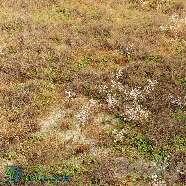 Dry meadow