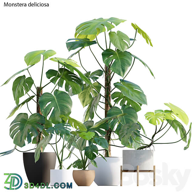 Monstera deliciosa