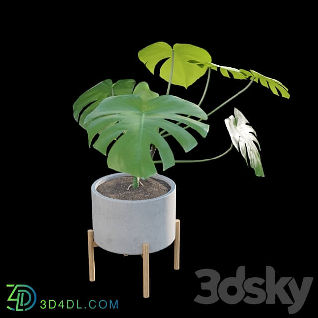 Monstera deliciosa