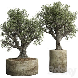 Collection outdoor plant 38 pot old olive tree concrete old vase 