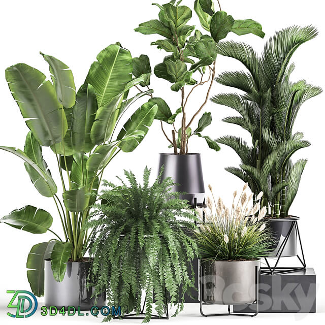 Plant collection 996. Ficus Lyrata fern Strelitzia Dipsis palm tree bush tree banana palm reeds thickets indoor interior luxury lux pot flowerpot set flower exotic top Ravenala 3D Models