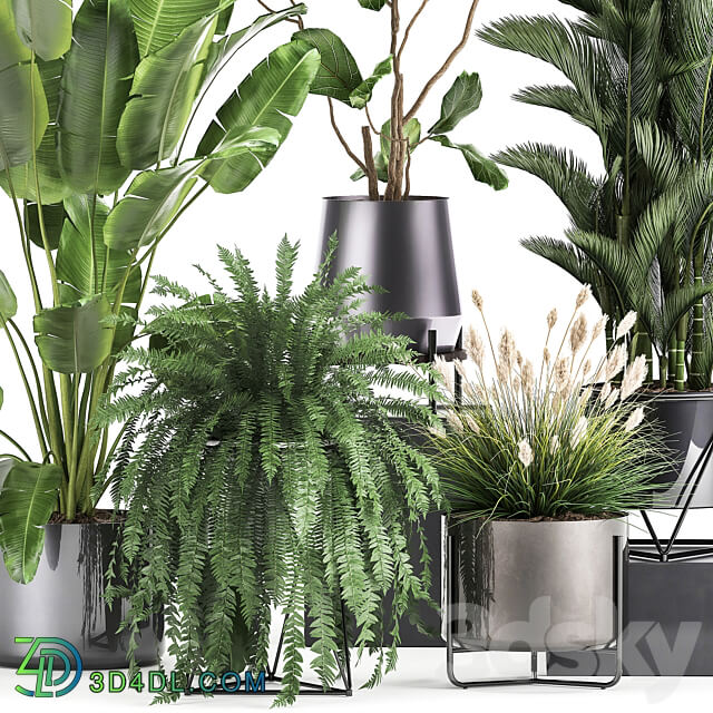 Plant collection 996. Ficus Lyrata fern Strelitzia Dipsis palm tree bush tree banana palm reeds thickets indoor interior luxury lux pot flowerpot set flower exotic top Ravenala 3D Models