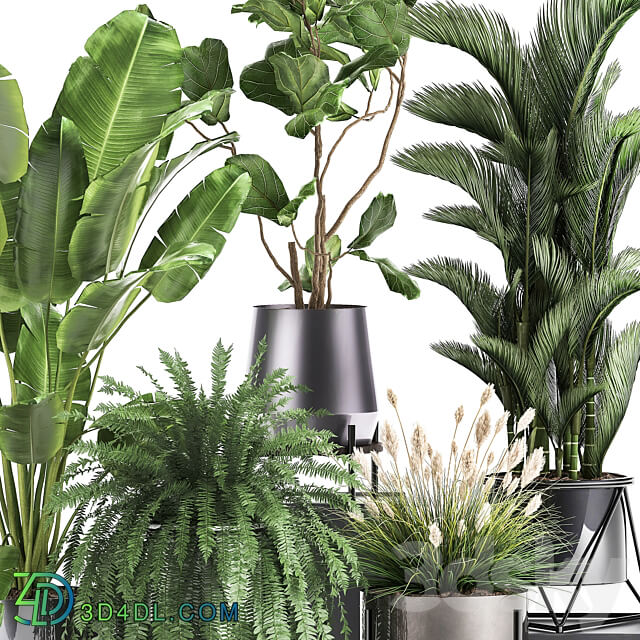 Plant collection 996. Ficus Lyrata fern Strelitzia Dipsis palm tree bush tree banana palm reeds thickets indoor interior luxury lux pot flowerpot set flower exotic top Ravenala 3D Models