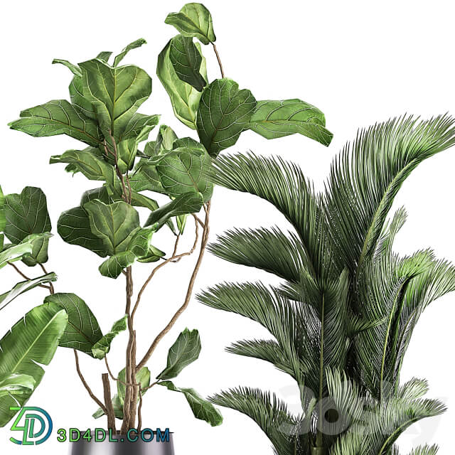 Plant collection 996. Ficus Lyrata fern Strelitzia Dipsis palm tree bush tree banana palm reeds thickets indoor interior luxury lux pot flowerpot set flower exotic top Ravenala 3D Models