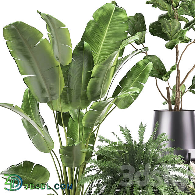 Plant collection 996. Ficus Lyrata fern Strelitzia Dipsis palm tree bush tree banana palm reeds thickets indoor interior luxury lux pot flowerpot set flower exotic top Ravenala 3D Models