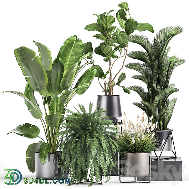 Plant collection 996. Ficus Lyrata fern Strelitzia Dipsis palm tree bush tree banana palm reeds thickets indoor interior luxury lux pot flowerpot set flower exotic top Ravenala 3D Models