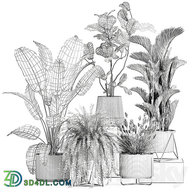 Plant collection 996. Ficus Lyrata fern Strelitzia Dipsis palm tree bush tree banana palm reeds thickets indoor interior luxury lux pot flowerpot set flower exotic top Ravenala 3D Models