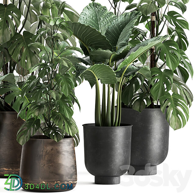 Plant collection 999. Monstera pot loft Alokaziya flowerpot loft metal pot flowerpot rust black bushes thickets 3D Models