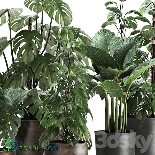 Plant collection 999. Monstera pot loft Alokaziya flowerpot loft metal pot flowerpot rust black bushes thickets 3D Models
