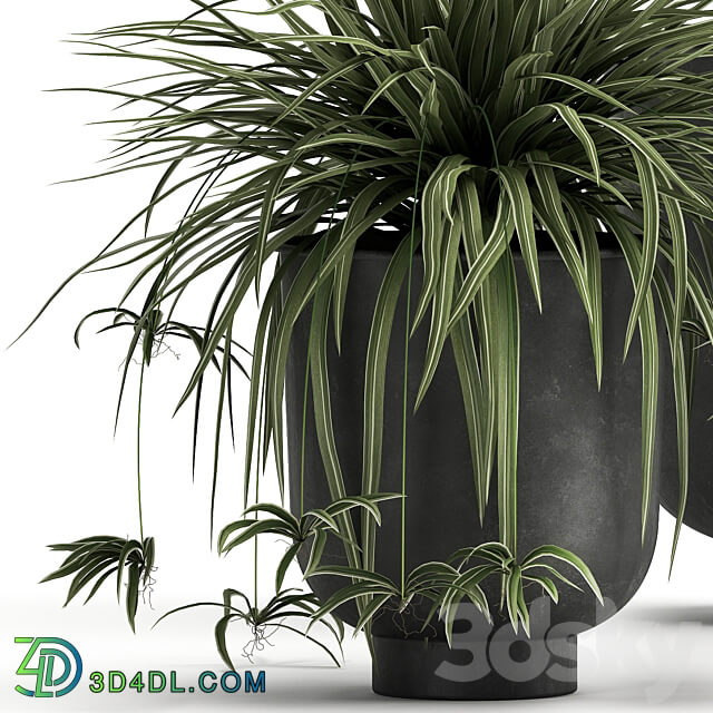 Plant collection 1002. Alocasia dracaena basket pot orange tree loft indoor plants bush flower metal flowerpot 3D Models