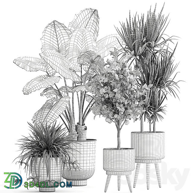 Plant collection 1002. Alocasia dracaena basket pot orange tree loft indoor plants bush flower metal flowerpot 3D Models