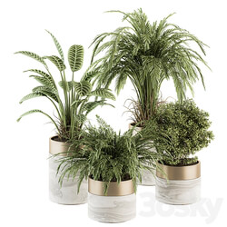 indoor Plant Set 245 Plant Set in pot 