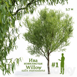 Willow Salix matsudana 1 